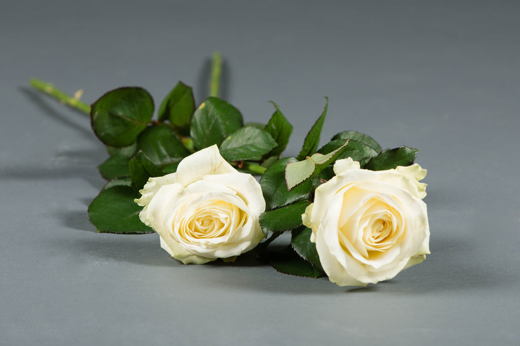Losse Rozen – Uitvaart-Bloemist.nl
