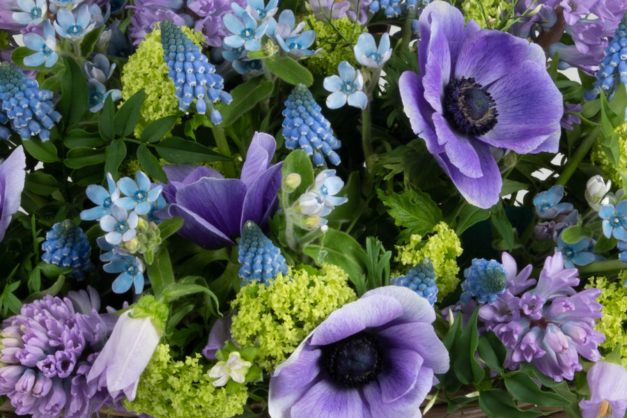 Blauwe bloemen zijn kenmerken voor Bloemenmand Ontluiking.