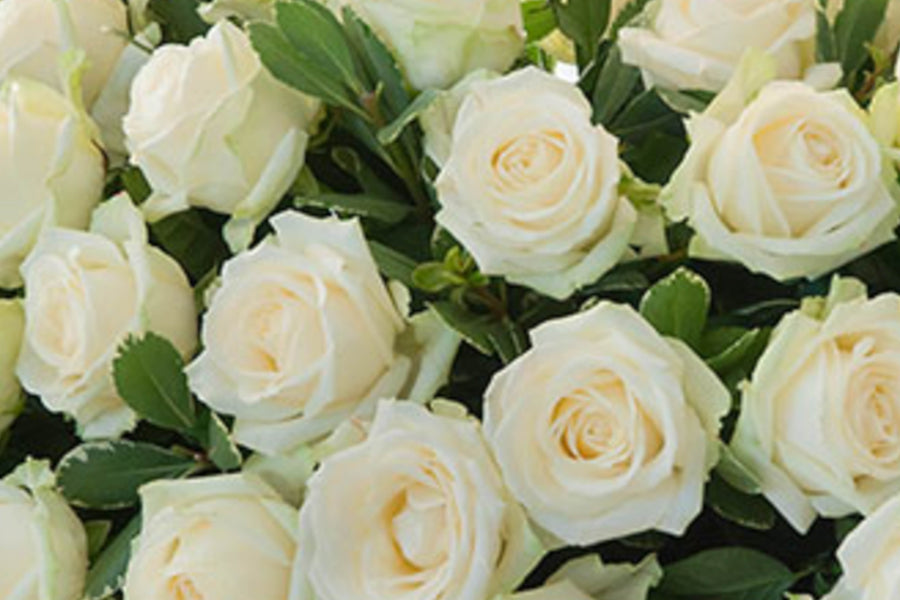 Onze bloemisten stellen rouwstuk Sereen samen met de mooiste volle rozen.
